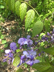 Wisteria