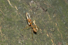 Oecophylla smaragdina