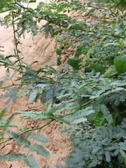 Prosopis juliflora