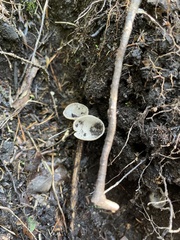 Helvella macropus