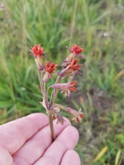 Tulbaghia