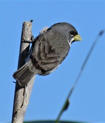 Sporophila caerulescens
