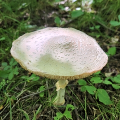 Amanita multisquamosa