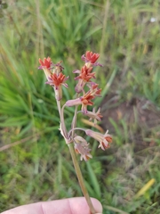 Tulbaghia