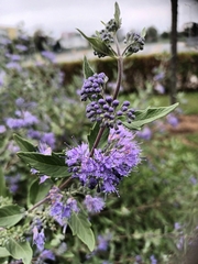 Caryopteris