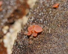 Ascocoryne sarcoides