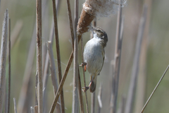 Acrocephalus agricola