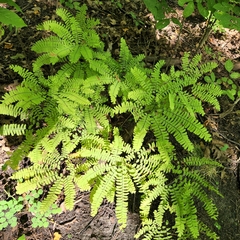 Adiantum pedatum