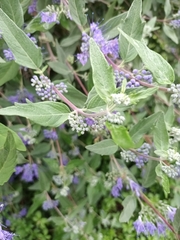 Caryopteris