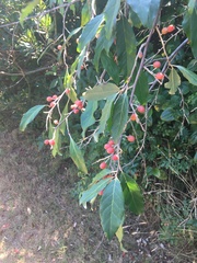 Elaeagnus