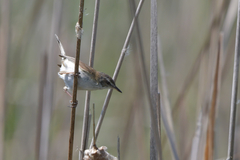 Acrocephalus agricola
