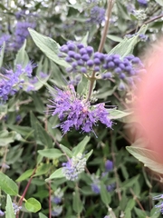 Caryopteris