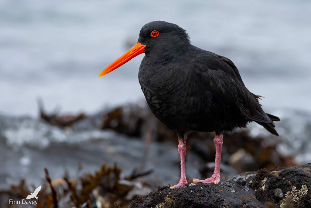 Variable Oystercatcher photo