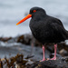 Variable Oystercatcher - Photo (c) Finn Davey, some rights reserved (CC BY-NC), uploaded by Finn Davey