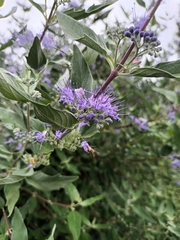 Caryopteris