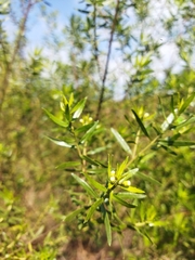 Baccharis dracunculifolia