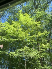 Acer nigrum