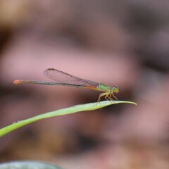 Ceriagrion cerinorubellum