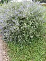 Caryopteris
