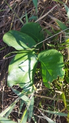 Hymenaea stigonocarpa