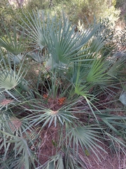 Chamaerops humilis