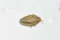 Aelia acuminata