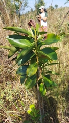Primulaceae