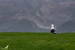 Larus dominicanus dominicanus