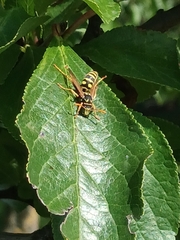 Polistes dominula