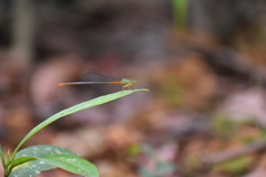 Ceriagrion cerinorubellum