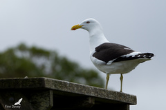 Larus dominicanus dominicanus