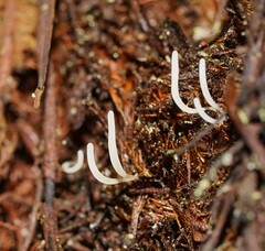 Clavaria acuta