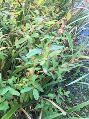 Hypericum walteri