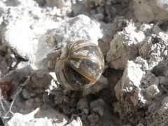Glomeridae