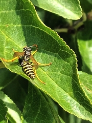 Polistes dominula