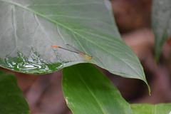 Ceriagrion cerinorubellum