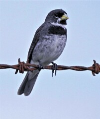 Sporophila caerulescens
