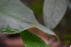 Ceriagrion cerinorubellum