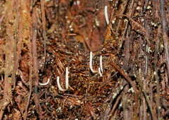 Clavaria acuta