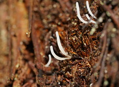 Clavaria acuta