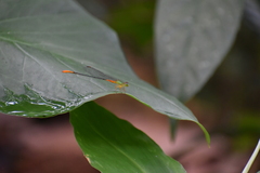 Ceriagrion cerinorubellum