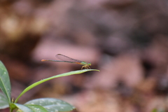 Ceriagrion cerinorubellum