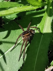 Dolomedes fimbriatus