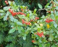 Pyracantha coccinea