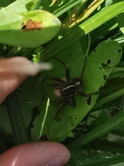 Dolomedes fimbriatus