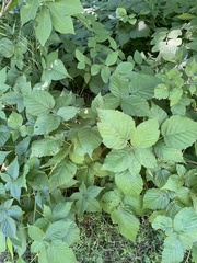 Rubus frondosus