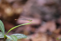 Ceriagrion cerinorubellum