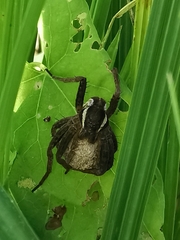 Dolomedes fimbriatus