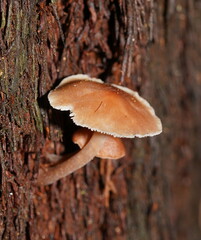 Collybia