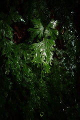 Hymenophyllum flabellatum image